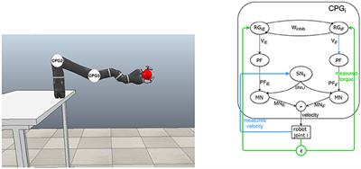 Hebbian Plasticity in CPG Controllers Facilitates Self-Synchronization for Human-Robot Handshaking